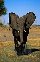 African bull elephant charging towards camera {Loxodonta africana} Moremi WR