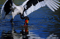 Saddlebill stork female feeding {Ephippiorhynchus senegalensis} Moremi WR Botswan