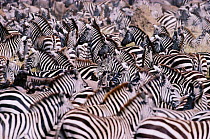 Common zebra herd {Equus quagga} Masai Mara, Kenya