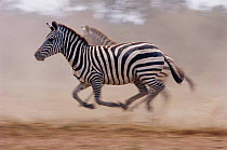 Common zebras running {Equus quagga} Masai Mara, Kenya
