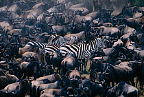 Common zebras {Equus quagga} amongst herd of Wildebeest. Masai Mara, Kenya