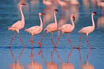 Five Lesser flamingos walking in line {Phoeniconaias minor} Lake Nakuru, Kenya