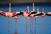 Lesser flamingos {Phoeniconaias minor} performing 'wing salute' as part of courtship display, the wings are spread out to the side of the body and held in this position for several seconds, making the...