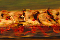 Flock of Lesser flamingo chicks running {Phoeniconaias minor} Lake Nakuru, Kenya