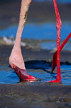 Close up of Lesser flamingo feeding {Phoeniconaias minor} Lake Nakuru, Kenya