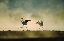 Lesser flamingos aggression {Phoeniconaias minor} Lake Bogoria, Kenya