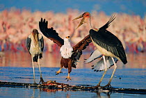 African fish eagle {Haliaeetus vocifer} defends Lesser flamingo carcass from Marabou storks, Lake Nakuru, Kenya