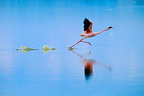 Lesser flamingo running to take off {Phoeniconaias minor} Lake Nakuru, Kenya