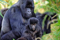 Mountain gorilla mother + baby {Gorilla beringei} Parc National des Volcans, Rwand