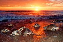 Female Olive Ridley turtles coming ashore to lay eggs at sunset {Lepidochelys olivacea}  Costa Rica, Pacific Ocean  (Non-ex).