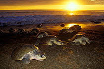 Female Olive Ridley turtles coming ashore to lay eggs at sunset {Lepidochelys olivacea} Costa Rica, Pacific Ocean  (Non-ex).
