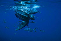 Leatherback turtle with pilot fish {Dermochelys coriacea} Azores, North Atlantic Ocean. Leatherback turtles migrate annually a distance of 12,774 miles - the longest marathon on earth!  (Non-ex).