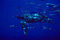 Leatherback turtle swimming with pilot fish {Dermochelys coriacea} Azores, North Atlantic Ocean  (Non-ex).