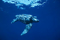 Leatherback turtle swimming {Dermochelys coriacea} off  Mexico, Pacific Ocean. Leatherback turtles can dive to a depth of 1,230m! They would win a bronze diving medal in an animal olypics competition!...