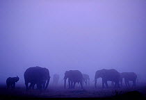 Herd of African elephant in mist {Loxodonta africana} Masai mara, Kenya