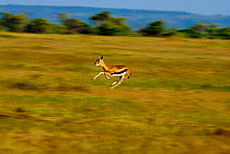 Thomson's gazelle running {Gazella thomsoni} Masai Mara, Kenya