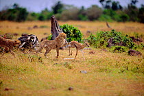 Young Cheetah {Acinonyx jubatus} hunting Thomsons gazelle. Masai mara, Kenya