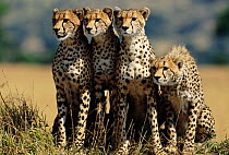 Four Cheetahs sitting in row {Acinonyx jubatus} Masai Mara, Kenya