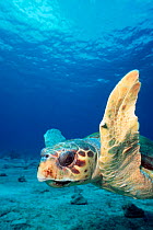 Loggerhead turtle {Caretta caretta} head and flipper close up. Bahamas, Caribbean Sea, Atlantic ~(Non-ex).