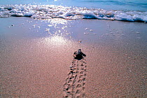 Loggerhead turtle hatchling makes for the sea {Caretta caretta} Juno beach, Florida, Atlantic Ocean  (Non-ex).
