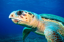 Head profile of Loggerhead turtle {Caretta caretta} Bahamas Caribbean Sea, Atlantic Ocean ~(Non-ex).