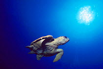 Loggerhead turtle {Caretta caretta} Bahamas, Caribbean Sea, Atlantic Ocean  (Non-ex).
