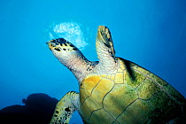 Hawksbill turtle {Eretmochelys imbricata} Malaysia, South China Sea  (Non-ex).