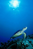 Hawksbill turtle {Eretmochelys imbricata} Malaysia, South China Sea  (Non-ex).