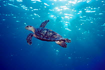 Hawksbill turtle {Eretmochelys imbricata} Grand Cayman, Caribbean, Atlantic Ocean  (Non-ex).