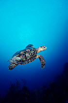 Hawksbill turtle {Eretmochelys imbricata} Grand Cayman Island, Caribbean, Atlantic  (Non-ex).