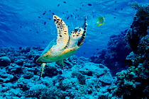 Hawksbill turtle {Eretmochelys imbricata} on reef Sabah, Borneo, Malaysia, South China Sea  (Non-ex).