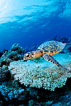 Hawksbill turtle on reef {Eretmochelys imbricata} Malaysia, South China Sea  (Non-ex).