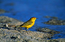 Yellow warbler {Dendroica petechia} Galapagos.Islands