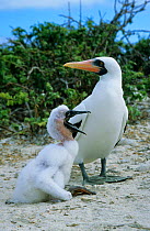 Masked booby and chick {Sula dactylatra melanops} Galapagos