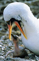Masked booby feeding chick {Sula dactylatra melanops} Galapagos-Islands