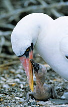 Masked booby feeding chick {Sula dactylatra melanops} Galapagos-Islands