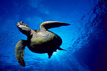 Green turtle swimming {Chelonia mydas} Hawaii, Pacific Ocean - underside view ~(Non-ex).