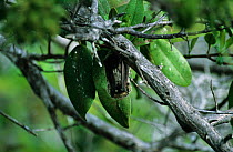 Hoary bat asleep in tree {Lasiurus cinereus} Galapagos Islands