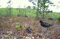 Spotted redshank male brooding chicks at nest {Tringa erythropus} Lapland, Finland