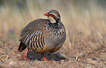 Red legged partridge {Alectoris rufa} Portugal