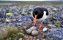 Oystercatcher at nest with eggs {Haematopus ostralegus} Finmark, Norway