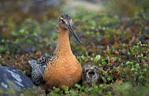Bar tailed godwit male with chick {Limosa lapponica} Finmark, Norway