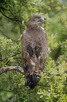 Short toed eagle {Circaetus gallicus} male perched in rain, Spain