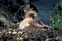 Booted eagle (light phase) on nest {Aquila pennata} Extremadura, Spain