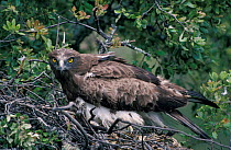 Short toed eagle female defing chicks from intruder {Circaetus gallicus} Spain