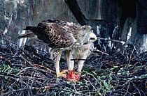 Bonelli's eagle female feeding chick {Hieraaetus fasciatus} Portugal