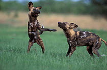 African wild dogs {Lycaon pictus} playfighting. Savute, Chobe NP, Botswana.