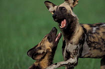 African wild dogs {Lycaon pictus} playfighting. Savute, Chobe NP, Botswana