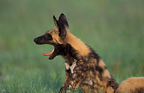 African wild dog {Lycaon pictus} Savute-Chobe NP, Botswana, Southern-Africa.