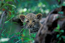 Leopard cub {Panthera pardus}. Sabi Sand Game Reserve, South-Africa.